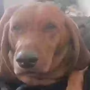 lost male dog starburst (microchipped)